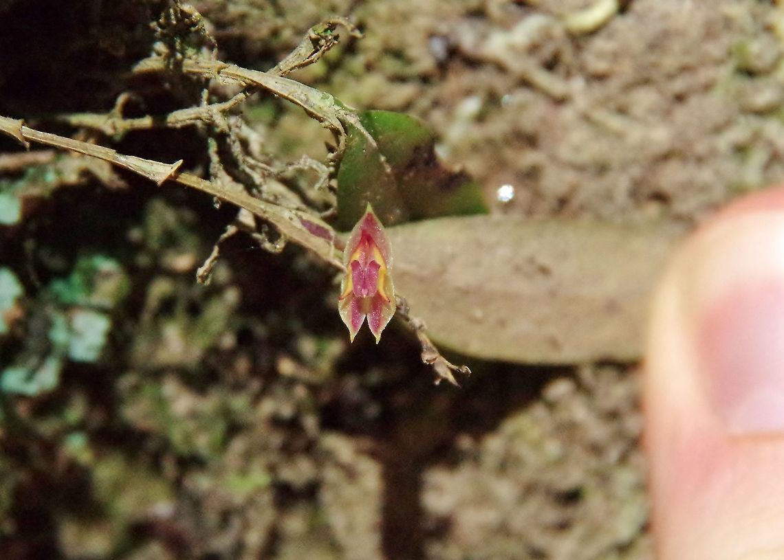 Lepanthes monoptera (Orchidaceae) Finca Estrella de Agua, PN Los Nevados, Quindio, Colombia. Jun 11, 2014 Colombia,Geotagged,Lepanthes monoptera,Single-Winged Lepanthes,Spring