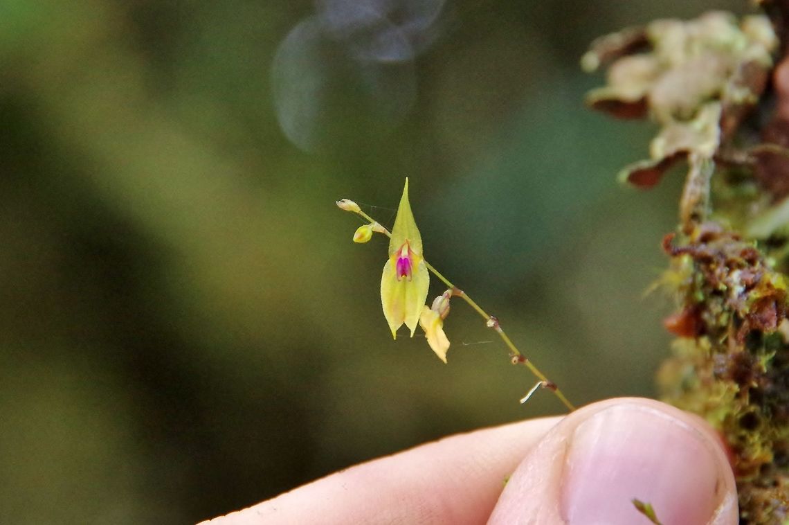 Lepanthes guanacasensis (Orchidaceae) Finca Estrella de Agua, PN Los Nevados, Quindio, Colombia. Jun 11, 2014 Colombia,Geotagged,Lepanthes guanacasensis,Spring