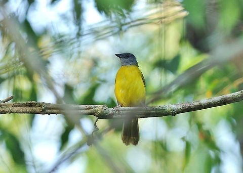 Grey-headed tanager (Eucometis penicillata) Punta Laguna, Quintana Roo, Mexico. Apr 13, 2017 Eucometis penicillata,Geotagged,Grey-headed tanager,Mexico,Spring