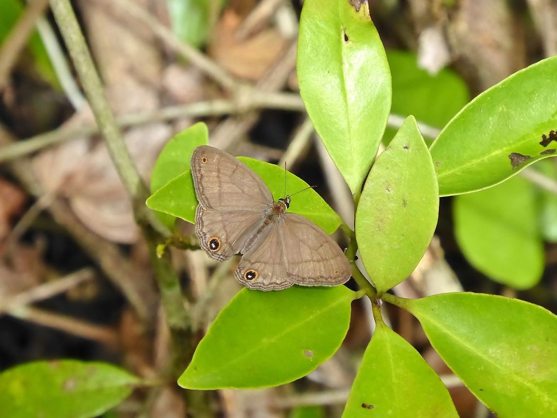 Plain Satyr (Cissia pompilia) Punta Laguna, Quintana Roo, Mexico. Jul 5, 2017. Cissia pompilia,Geotagged,Mexico,Summer