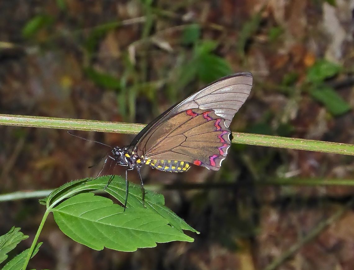 Green-patch swallowtail (Battus laodamas) Punta Laguna, Quintana Roo, Mexico. Jul 1, 2017. Battus laodamas,Geotagged,Green-patch swallowtail,Mexico,Summer
