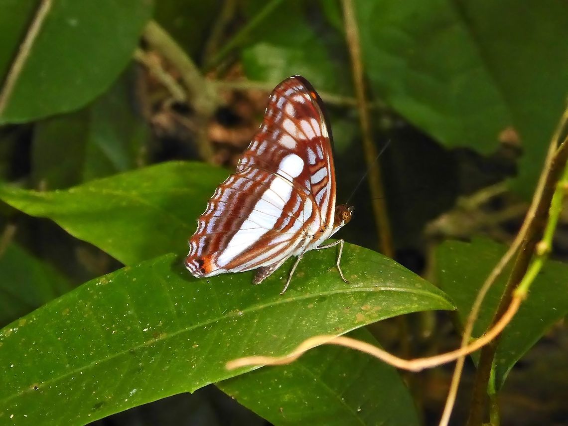 Phylaca sister (Adelpha phylaca) Punta Laguna, Quintana Roo, Mexico. Jul 1, 2017. Adelpha phylaca,Geotagged,Mexico,Phylaca Sister,Summer