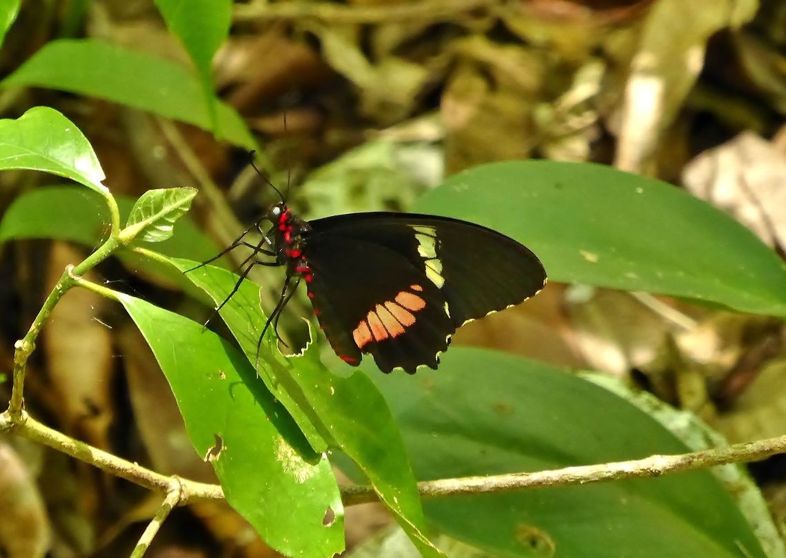 Iphidamas Cattleheart (Parides iphidamas) Punta Laguna, Quintana Roo, Mexico. Jul 1, 2017. Geotagged,Iphidamas Cattleheart,Mexico,Parides iphidamas,Summer