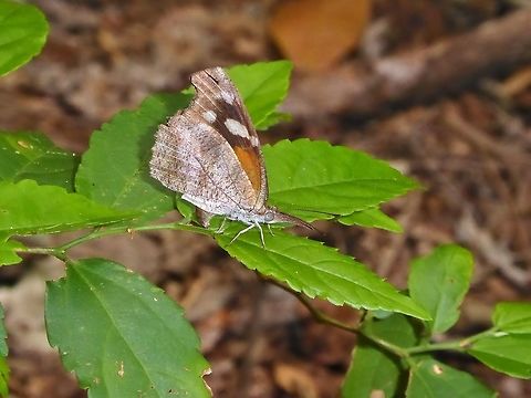 American snout butterfly (Libytheana carinenta) Punta Laguna, Quintana Roo, Mexico. Jun 25, 2017. American snout butterfly,Geotagged,Libytheana carinenta,Mexico,Summer
