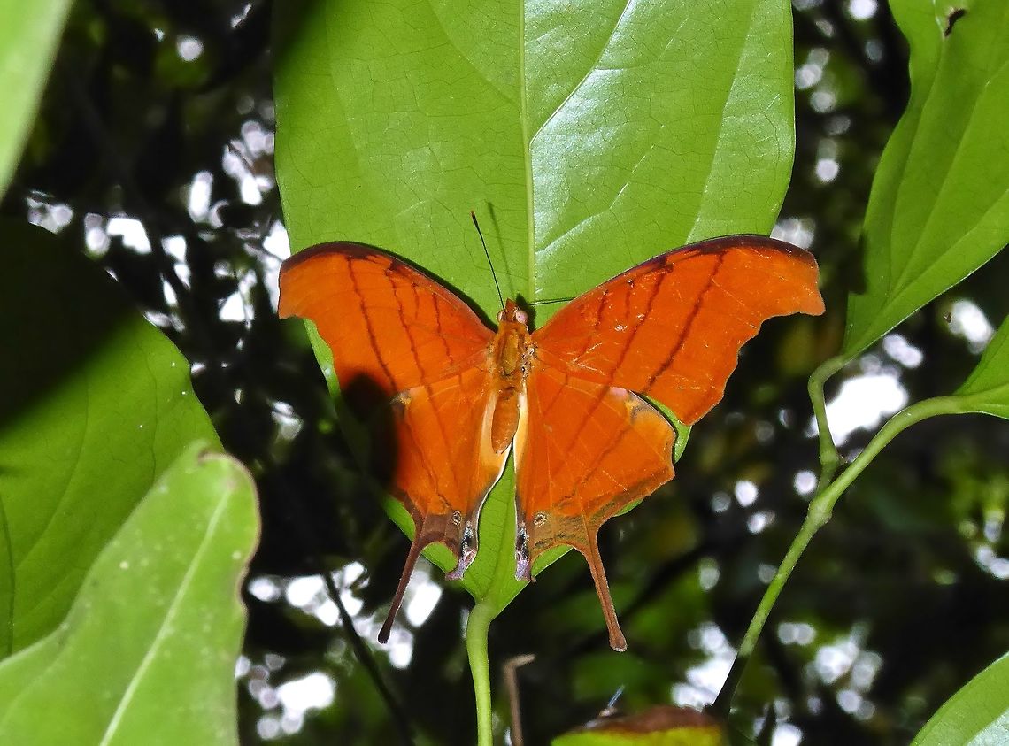 Ruddy daggerwing (Marpesia petreus) Punta Laguna, Quintana Roo, Mexico. Jun 25, 2017. Geotagged,Marpesia petreus,Mexico,Ruddy daggerwing,Summer