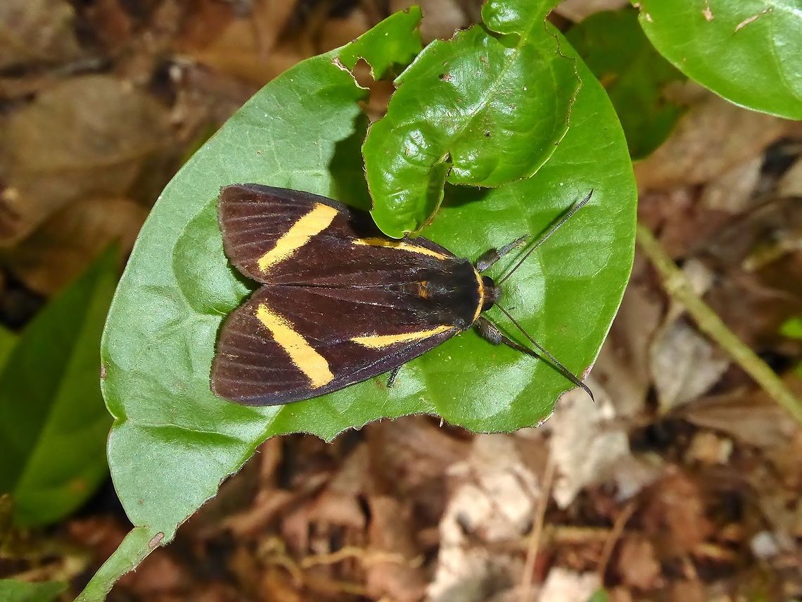 Seirocastnia tribuna (Noctuidae) Punta Laguna, Quintana Roo, Mexico. Jun 22, 2017. Geotagged,Mexico,Seirocastnia tribuna,Summer