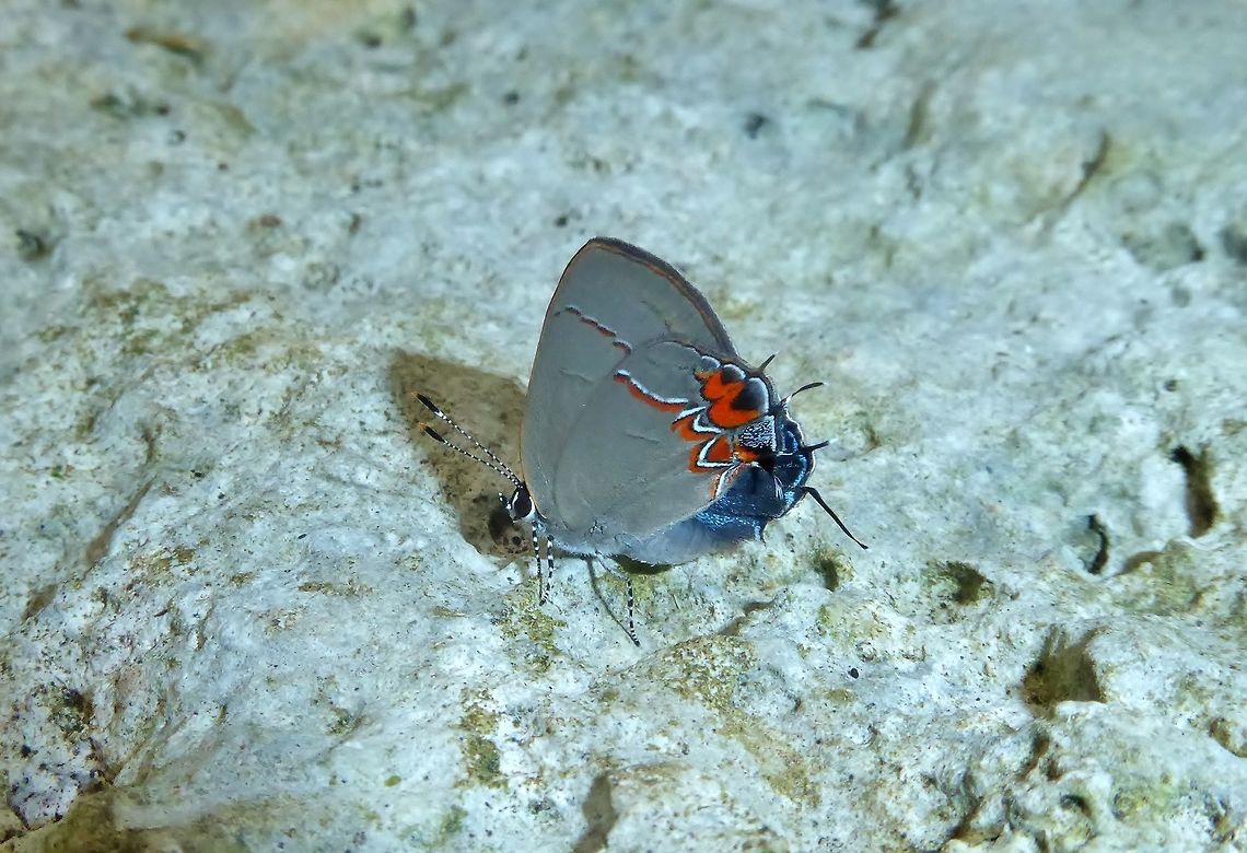 Dusky-blue groundstreak (calycopis isobeon) Punta Laguna, Quintana Roo, Mexico. Jun 22, 2017. Calycopis isobeon,Geotagged,Mexico,Summer