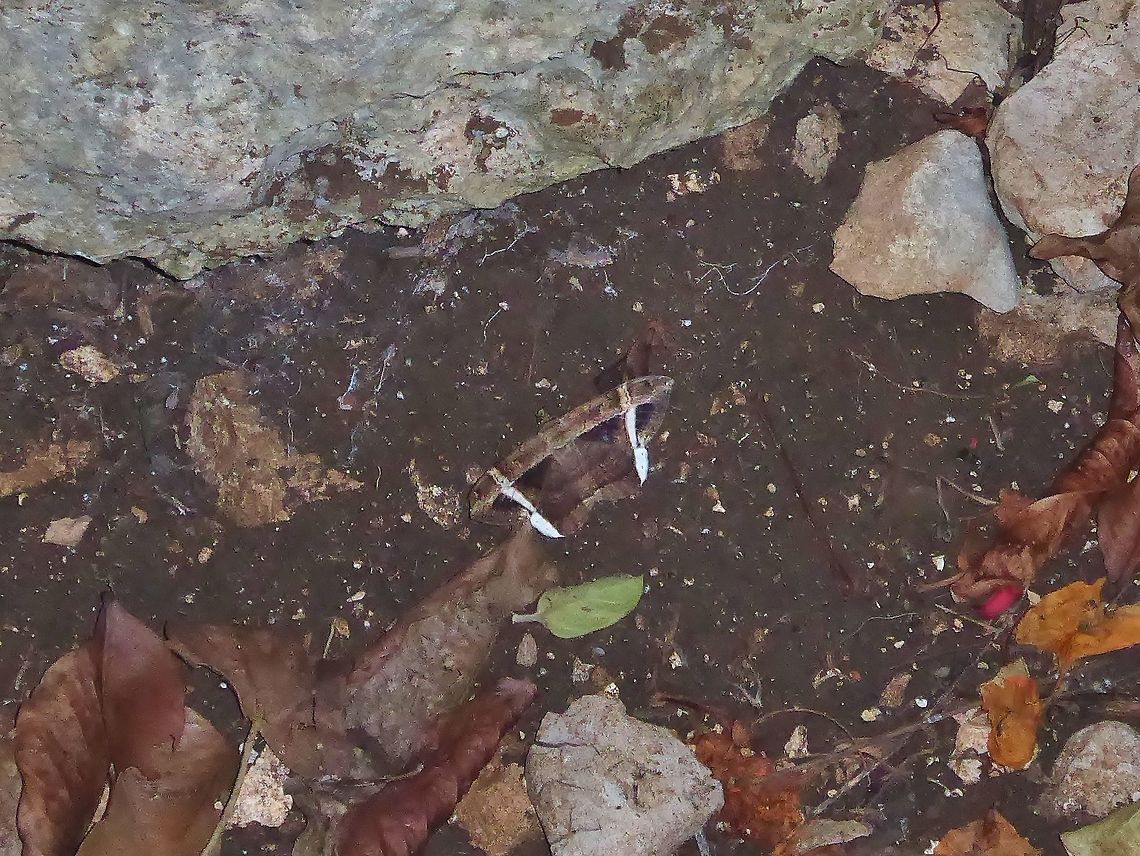Hemeroblemma mexicana (Erebidae) Punta Laguna, Quintana Roo, Mexico. Jun 15, 2017. API,Geotagged,Hemeroblemma mexicana,Mexico,Spring