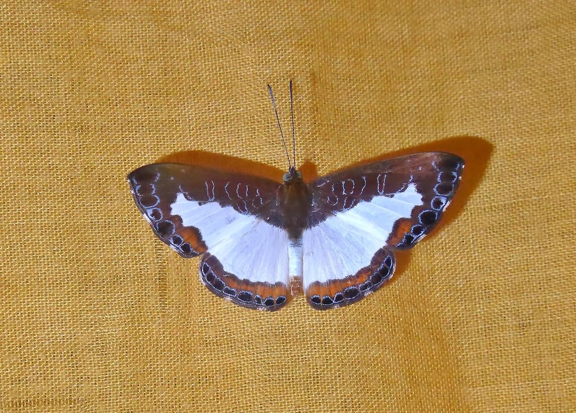 Molpe metalmark (Juditha caucana) Punta Laguna, Quintana Roo, Mexico. Jun 14, 2017. Geotagged,Juditha caucana,Mexico,Molpe Metalmark,Spring