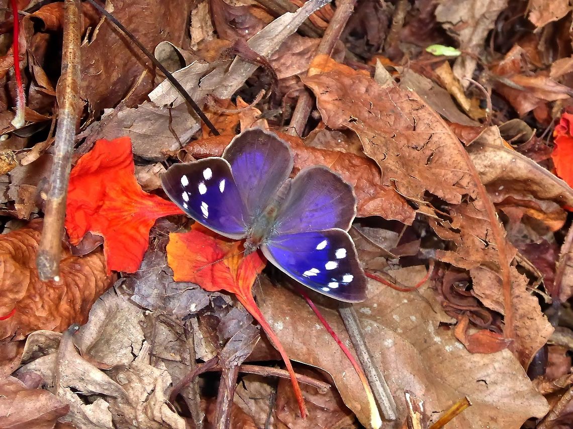 Florida Purplewing (Eunica tatila) Punta Laguna, Quintana Roo, Mexico. Jun 14, 2017. Eunica tatila,Florida Purplewing,Geotagged,Mexico,Spring