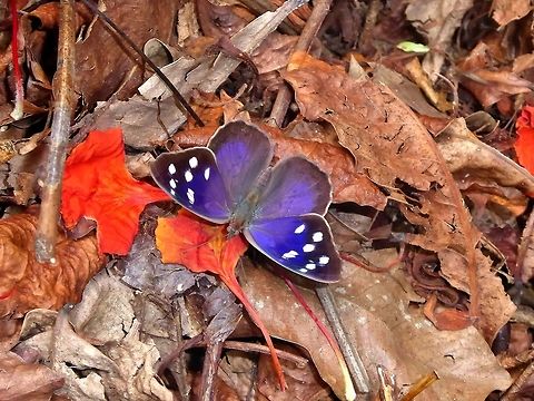 Florida Purplewing (Eunica tatila) Punta Laguna, Quintana Roo, Mexico. Jun 14, 2017. Eunica tatila,Florida Purplewing,Geotagged,Mexico,Spring