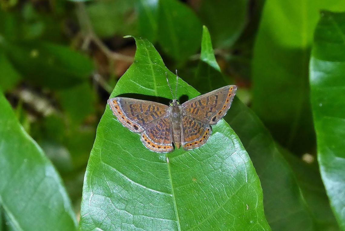 Detritivora barnesi (Riodinidae) Punta Laguna, Quintana Roo, Mexico. May 31, 2017 Detritivora barnesi,Geotagged,Mexico,Spring