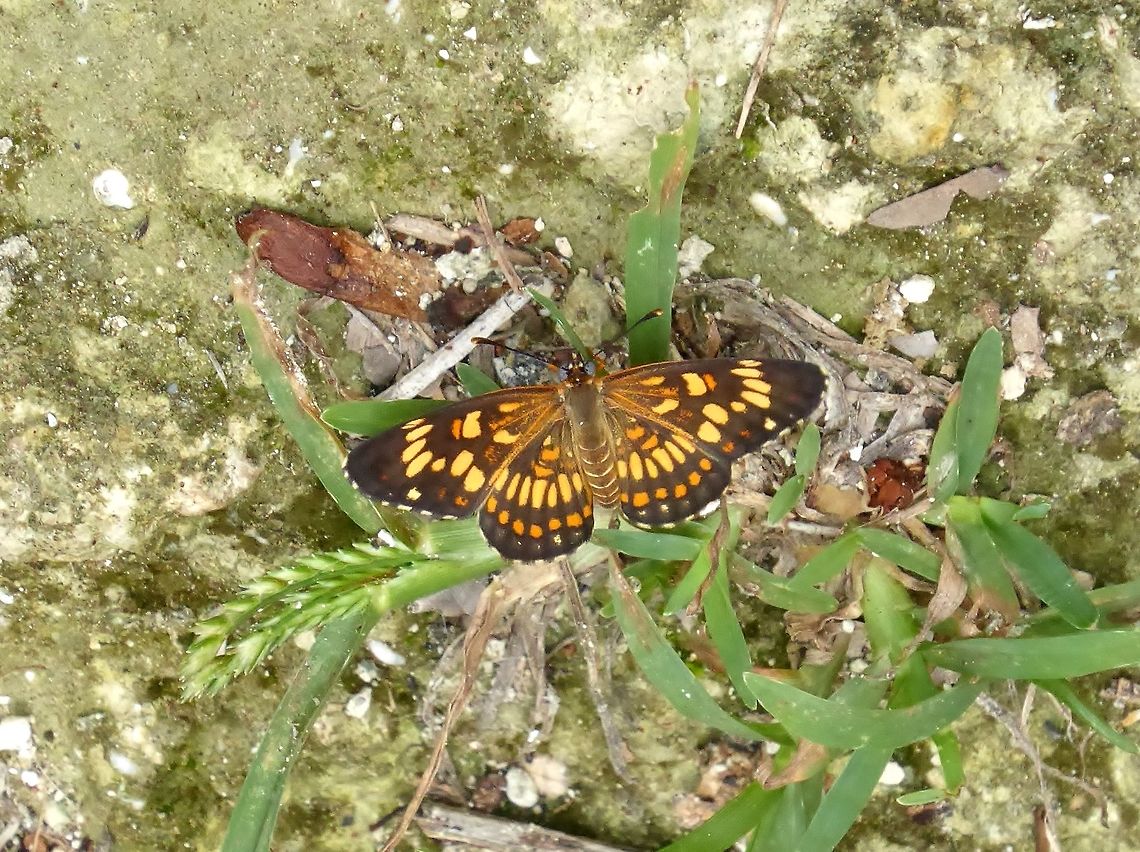 Theona checkerspot (Closyne theona) Punta Laguna, Quintana Roo, Mexico. May 27, 2017 Chlosyne theona,Geotagged,Mexico,Spring,Theona checkerspot