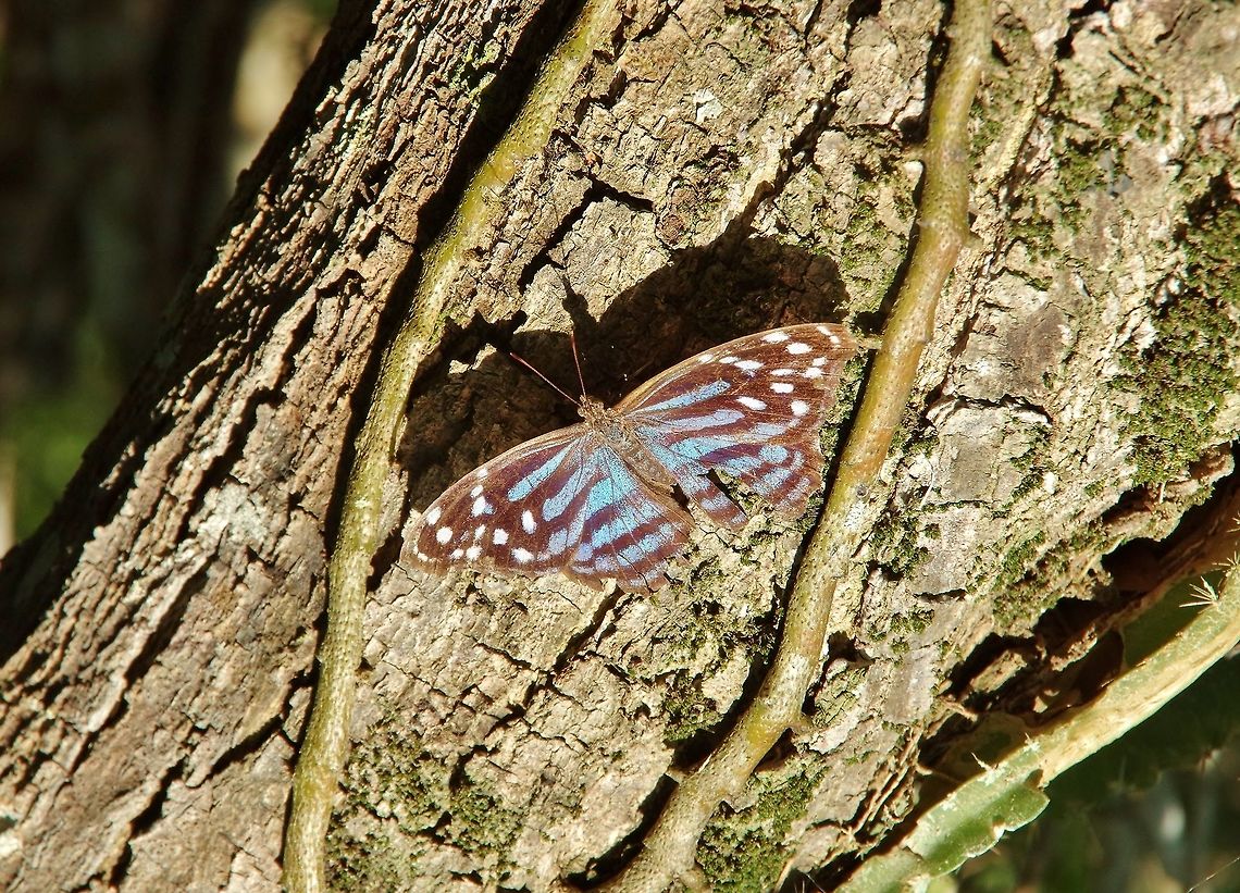 Mexican bluewing (Myscelia ethusa) Coba, Quintana Roo, Mexico. May 19, 2017 Geotagged,Mexican Bluewing,Mexico,Myscelia ethusa,Spring