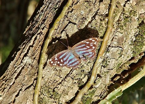 Mexican bluewing (Myscelia ethusa) Coba, Quintana Roo, Mexico. May 19, 2017 Geotagged,Mexican Bluewing,Mexico,Myscelia ethusa,Spring