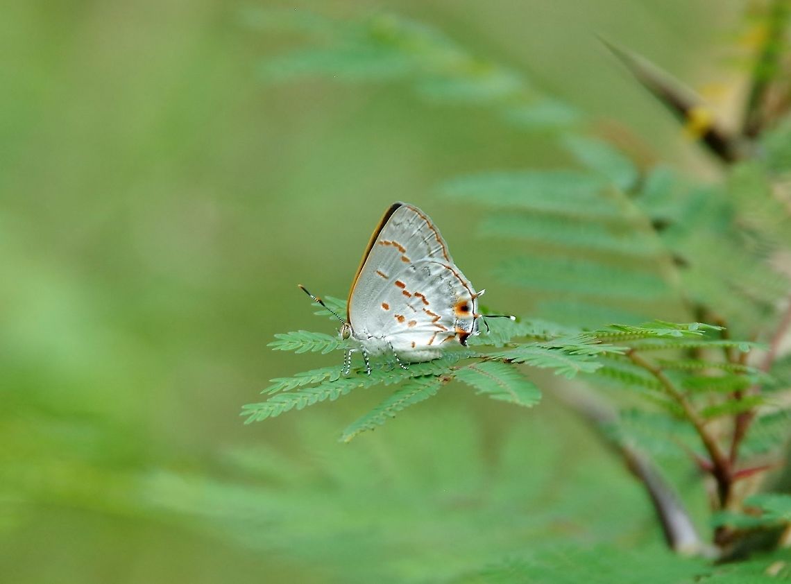 Clytie hairstreak (Ministrymon clytie) Punta Laguna, Quintana Roo, Mexico. May 15, 2017 Geotagged,Mexico,Ministrymon clytie,Spring