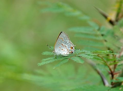 Clytie hairstreak (Ministrymon clytie) Punta Laguna, Quintana Roo, Mexico. May 15, 2017 Geotagged,Mexico,Ministrymon clytie,Spring