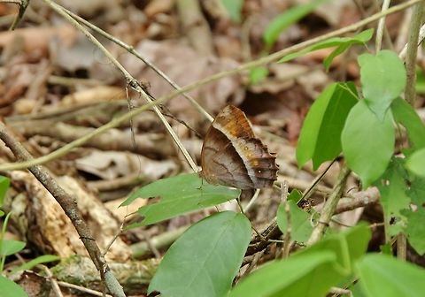 Andromeda Satyr (Taygetis thamyra) Punta Laguna, Quintana Roo, Mexico. May 13, 2017 Andromeda Satyr,Geotagged,Mexico,Spring,Taygetis thamyra