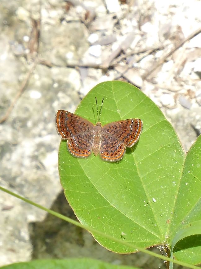 Unidentified Calephelis species, Quintana Roo, Mexico Punta Laguna, Quintana Roo, Mexico. May 31, 2017 Geotagged,Mexico,Spring