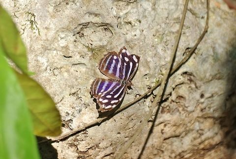 Blue Wave (Myscelia cyaniris) Punta Laguna, Quintana Roo, Mexico. May 9, 2017 Geotagged,Mexico,Myscelia cyaniris,Spring