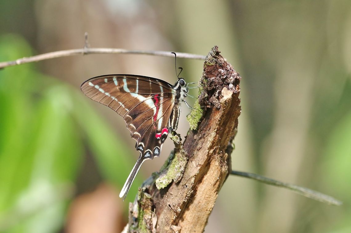 Dark Kite-swallowtail (Protographium philolaus) Punta Laguna, Quintana Roo, Mexico. Apr 29, 2017. Geotagged,Mexico,Protographium philolaus,Spring