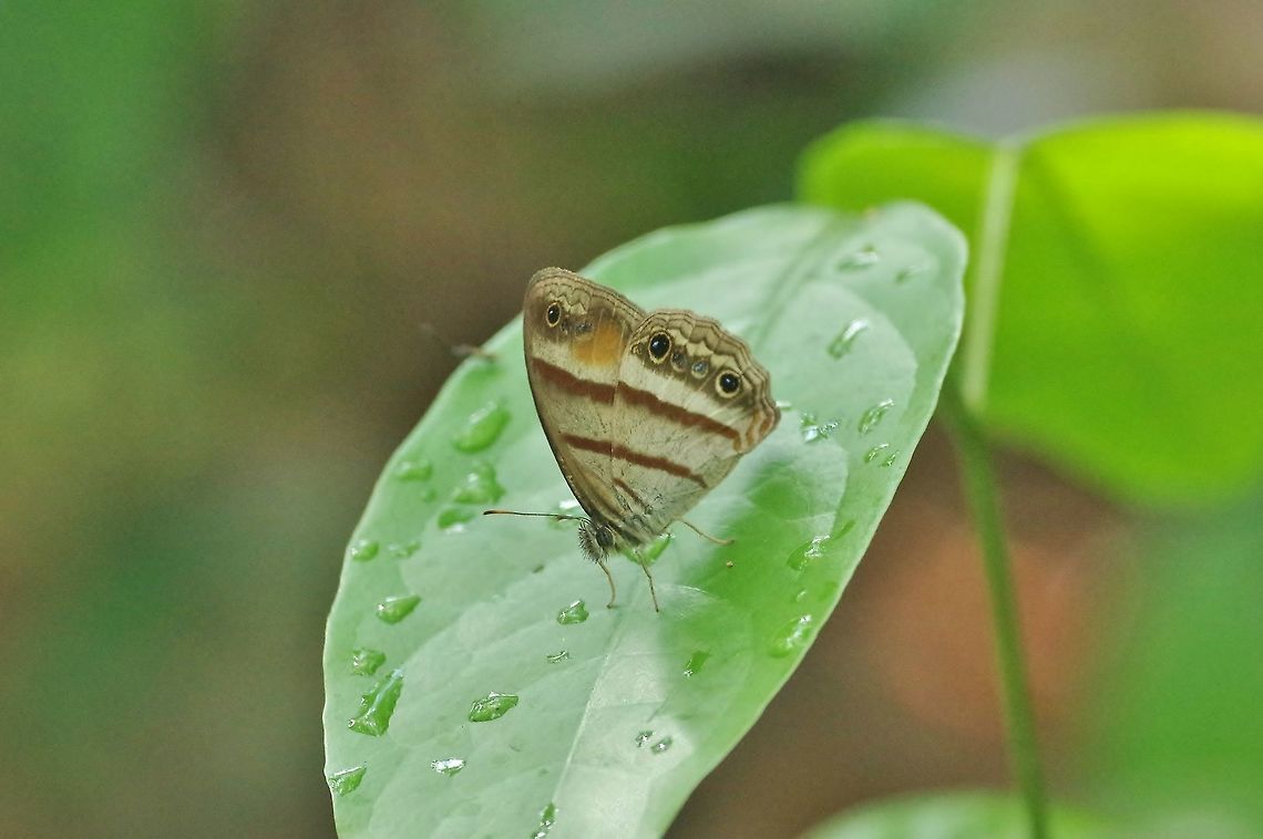 Gold-stained Satyr (Cissia pseudoconfusa) Punta Laguna, Quintana Roo, Mexico. Apr 23, 2017. Cissia pseudoconfusa,Geotagged,Gold-stained Satyr,Mexico,Spring