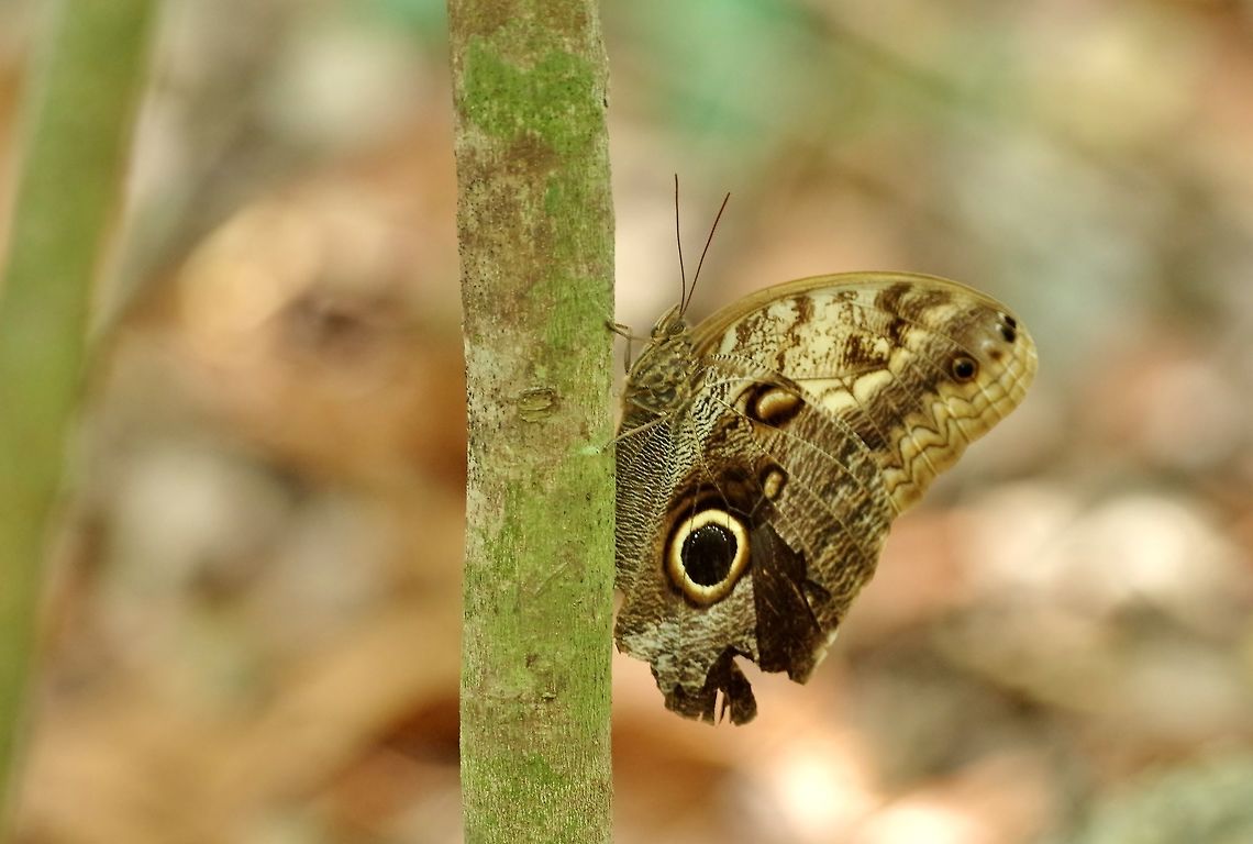 Pale Owl-Butterfly (Caligo telamonius) Punta Laguna, Quintana Roo, Mexico. Apr 9, 2017. Caligo telamonius,Geotagged,Mexico,Spring