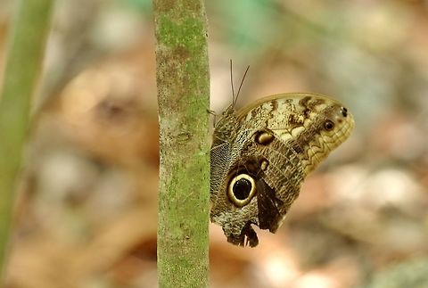 Pale Owl-Butterfly (Caligo telamonius) Punta Laguna, Quintana Roo, Mexico. Apr 9, 2017. Caligo telamonius,Geotagged,Mexico,Spring