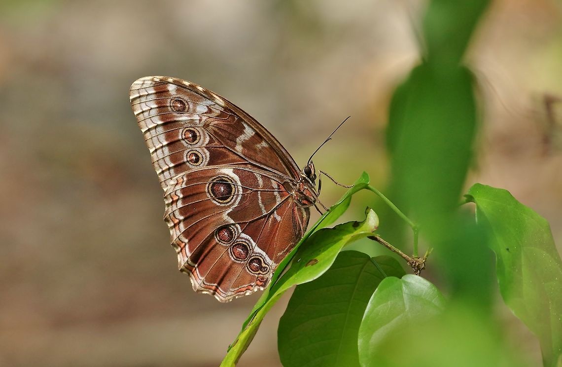 Helenor morpho perched (Morpho helenor) Punta Laguna, Quintana Roo, Mexico. Apr 28, 2017. Geotagged,Helenor Morpho,Mexico,Morpho helenor,Spring