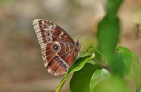 Helenor morpho perched (Morpho helenor) Punta Laguna, Quintana Roo, Mexico. Apr 28, 2017. Geotagged,Helenor Morpho,Mexico,Morpho helenor,Spring