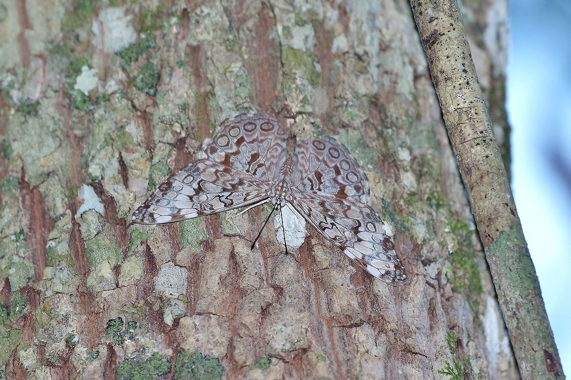 Guatemalan cracker (Hamadryas guatemalena) Punta Laguna, Quintana Roo, Mexico. Apr 16, 2017. Geotagged,Guatemalan cracker,Hamadryas guatemalena,Mexico,Spring