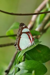 Common redring (Pyrrhogyra otolais) Punta Laguna, Quintana Roo, Mexico. Apr 16, 2017. Common Redring,Geotagged,Mexico,Pyrrhogyra otolais,Spring