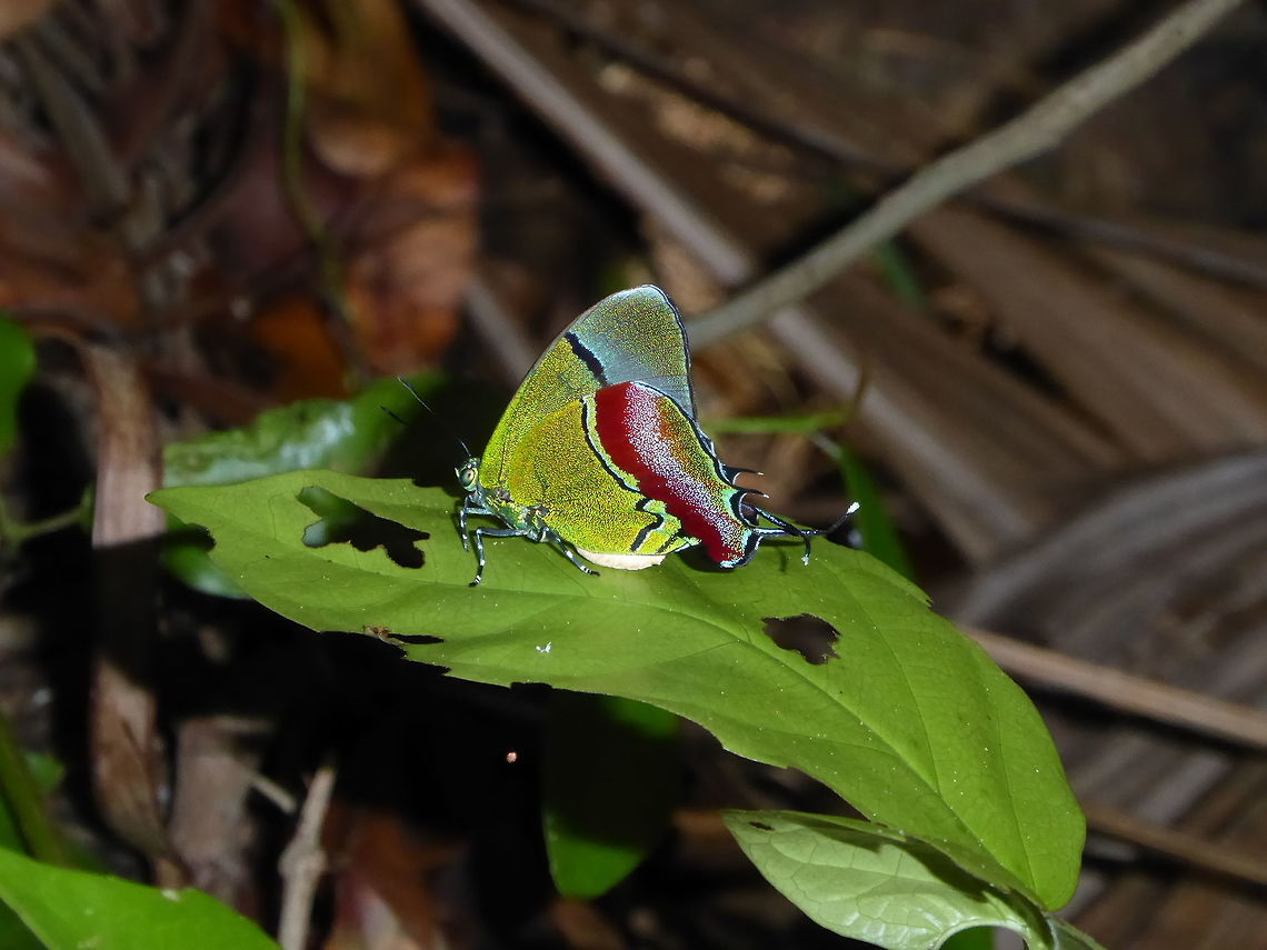 Regal hairstreak (Evenus regalis) Jardin Botanico Dr. Alfredo Barrera Marin, Puerto Morelos, Quintana Roo. Jul 15, 2017.<br />
A gorgeous little butterfly. I spotted it by pure luck. It flew by as I was taking a photo of a flower, landed just long enough for me to take that shot, and then was gone. Evenus regalis,Geotagged,Mexico,Regal Hairstreak,Summer