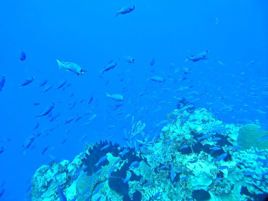 Creole wrasse (Clepticus parrae) Cozumel, Quintana Roo, Mexico. Jul 16, 2017. Clepticus parrae,Geotagged,Mexico,Summer