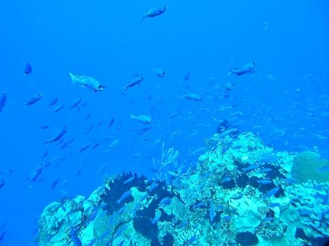 Creole wrasse (Clepticus parrae) Cozumel, Quintana Roo, Mexico. Jul 16, 2017. Clepticus parrae,Geotagged,Mexico,Summer