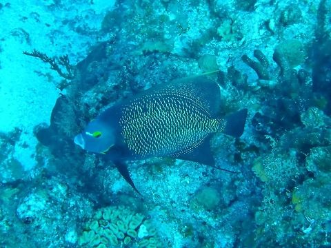 French Angelfish (Pomacanthus paru) Cozumel, Quintana Roo, Mexico. Jul 16, 2017. French Angelfish,Geotagged,Mexico,Pomacanthus paru,Summer