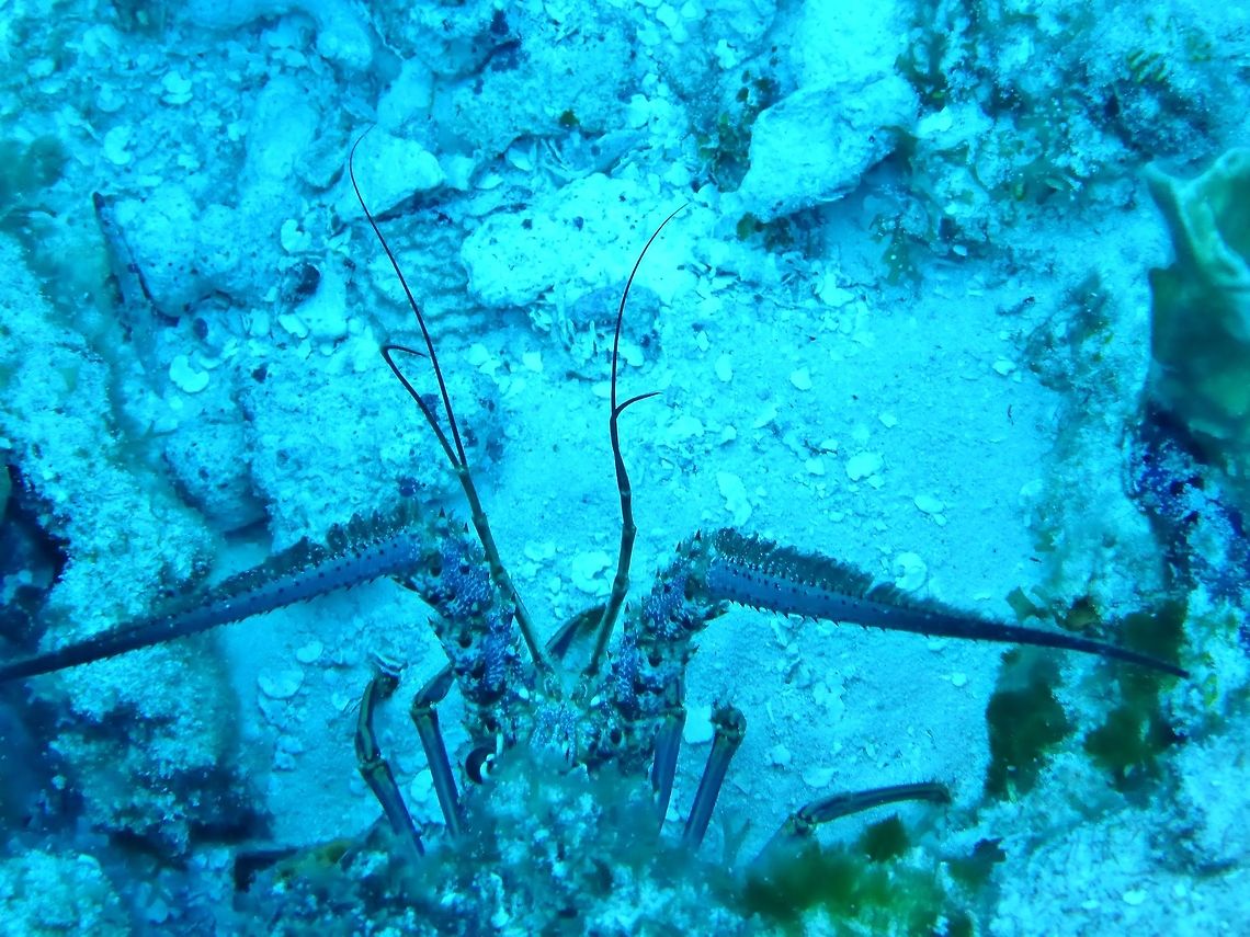 Caribbean spiny lobster (Panulirus argus) Cozumel, Quintana Roo, Mexico. Jul 16, 2017 Caribbean spiny lobster,Geotagged,Mexico,Panulirus argus,Summer
