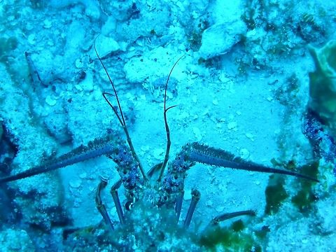 Caribbean spiny lobster (Panulirus argus) Cozumel, Quintana Roo, Mexico. Jul 16, 2017 Caribbean spiny lobster,Geotagged,Mexico,Panulirus argus,Summer
