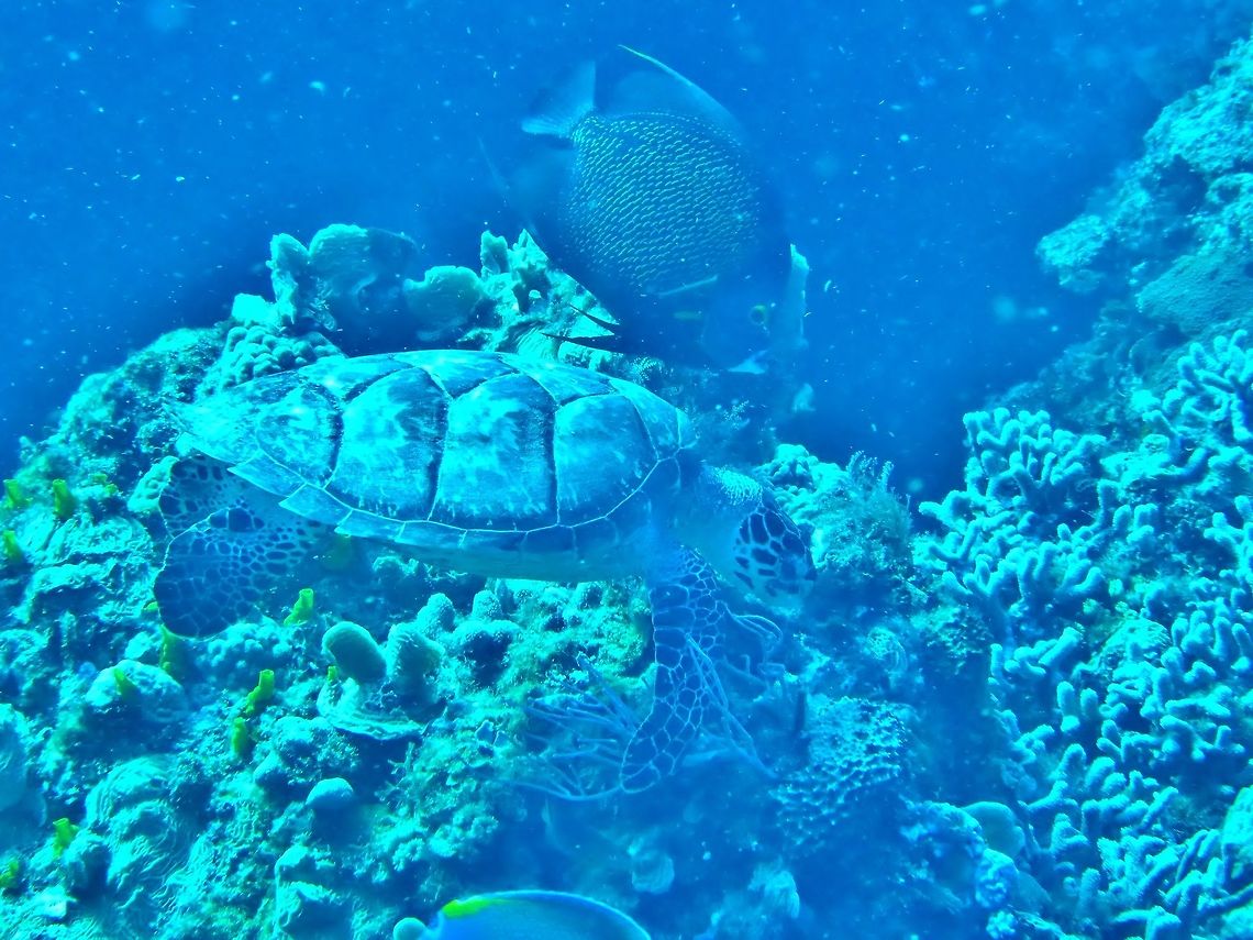 A hawksbill and an angel Cozumel, Quintana Roo, Mexico. Jul 16, 2017 Eretmochelys imbricata,Geotagged,Hawksbill sea turtle,Mexico,Summer