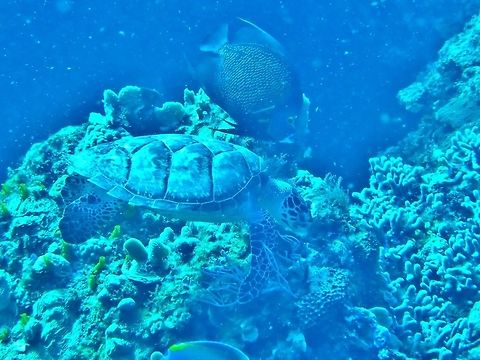 A hawksbill and an angel Cozumel, Quintana Roo, Mexico. Jul 16, 2017 Eretmochelys imbricata,Geotagged,Hawksbill sea turtle,Mexico,Summer