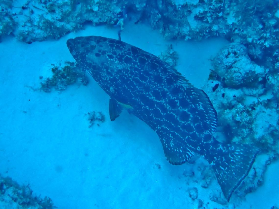 Yellowfin grouper (Mycteroperca venenosa) Cozumel, Quintana Roo, Mexico. Jul 16, 2017 Geotagged,Mexico,Mycteroperca venenosa,Summer,Yellowfin grouper