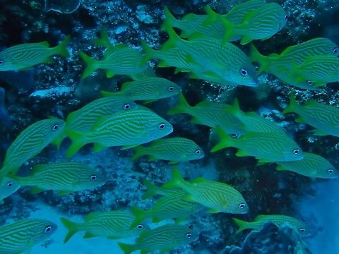 French grunt (Haemulon flavolineatum) Cozumel, Quintana Roo, Mexico. Jul 16, 2017 French grunt,Geotagged,Haemulon flavolineatum,Mexico,Summer