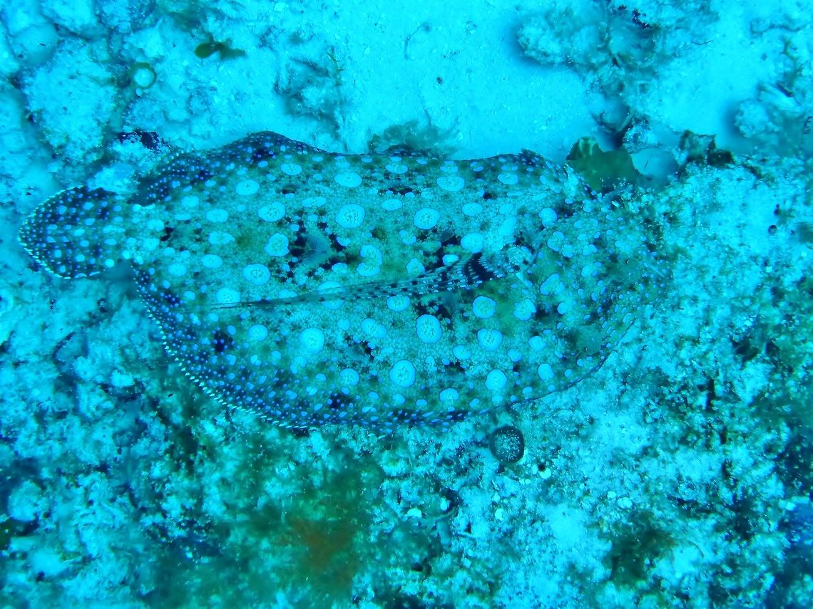 Atlantic Peacock Flounder (Bothus lunatus) Cozumel, Quintana Roo, Mexico. Jul 16, 2017 Bothus lunatus,Geotagged,Mexico,Plate fish,Summer