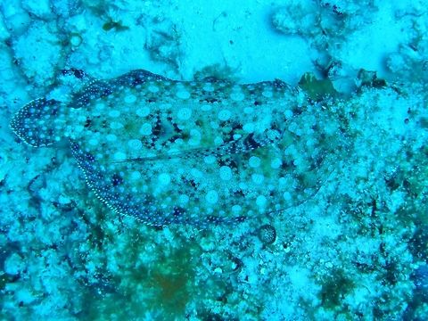 Atlantic Peacock Flounder (Bothus lunatus) Cozumel, Quintana Roo, Mexico. Jul 16, 2017 Bothus lunatus,Geotagged,Mexico,Plate fish,Summer