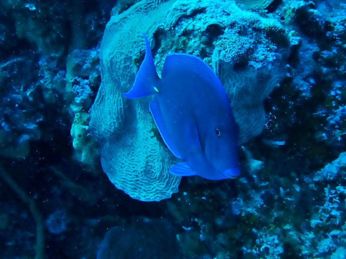 Atlantic blue tang (Acanthurus coeruleus) Cozumel, Quintana Roo, Mexico. Jul 17, 2017 Acanthurus coeruleus,Geotagged,Mexico,Summer