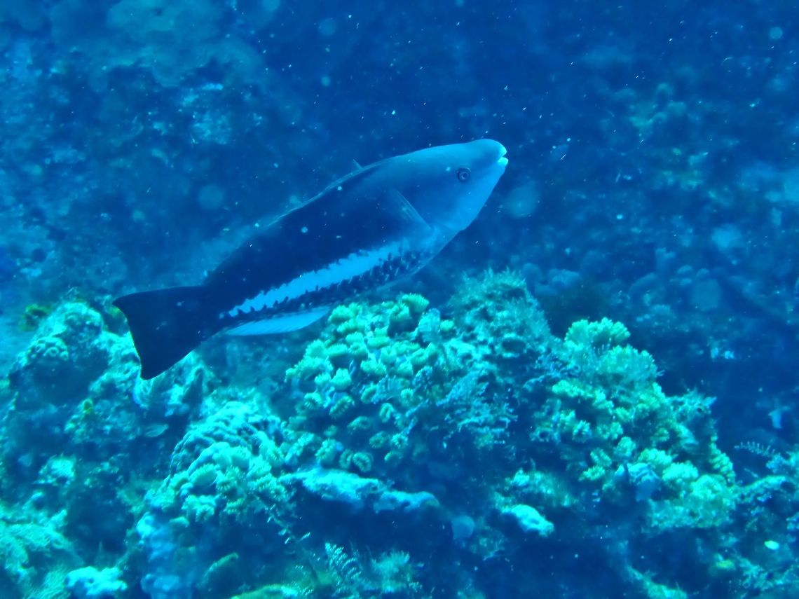 Queen parrotfish (Scarus vetula) Cozumel, Quintana Roo, Mexico. Jul 17, 2017 Geotagged,Mexico,Queen parrotfish,Scarus vetula,Summer
