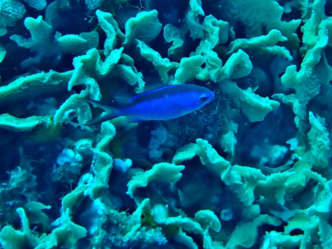 Blue chromis (Chromis cyanea) Cozumel, Quintana Roo, Mexico. Jul 17, 2017 Blue chromis,Chromis cyanea,Geotagged,Mexico,Summer