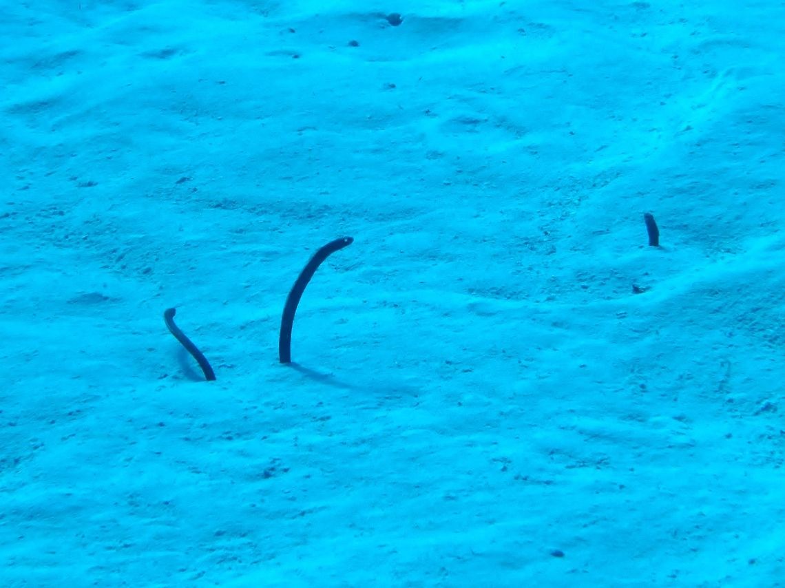 Brown garden eel (Heteroconger longissimus) Cozumel, Quintana Roo, Mexico. Jul 17, 2017 Brown garden eel,Geotagged,Heteroconger longissimus,Mexico,Summer