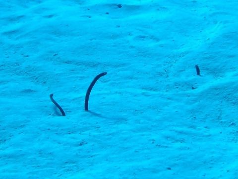 Brown garden eel (Heteroconger longissimus) Cozumel, Quintana Roo, Mexico. Jul 17, 2017 Brown garden eel,Geotagged,Heteroconger longissimus,Mexico,Summer