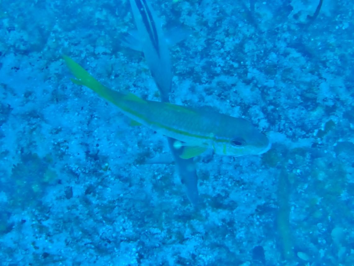 Yellow goatfish (Mulloidichthys martinicus) Cozumel, Quintana Roo, Mexico. Jul 17, 2017 Geotagged,Mexico,Mulloidichthys martinicus,Summer,Yellow goatfish